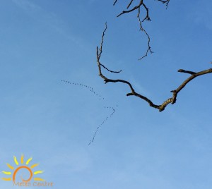 Passage des grues le 12 janvier dans l'Indre
