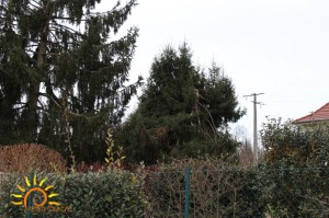 Sapin cassé par le vent