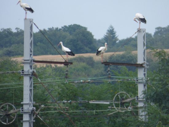 Photo prise dans l'Indre près d'Argenton sur Creuse par Carine Perrin.