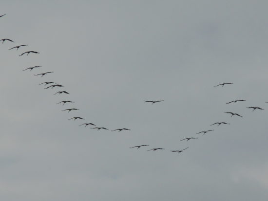 Photo prise dans l'Indre par Faline Cayrouse.