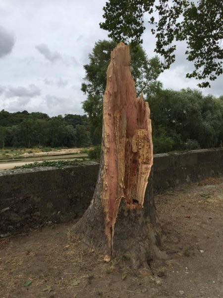 Arbre cassé sur les bords de Loire - Tours (37)