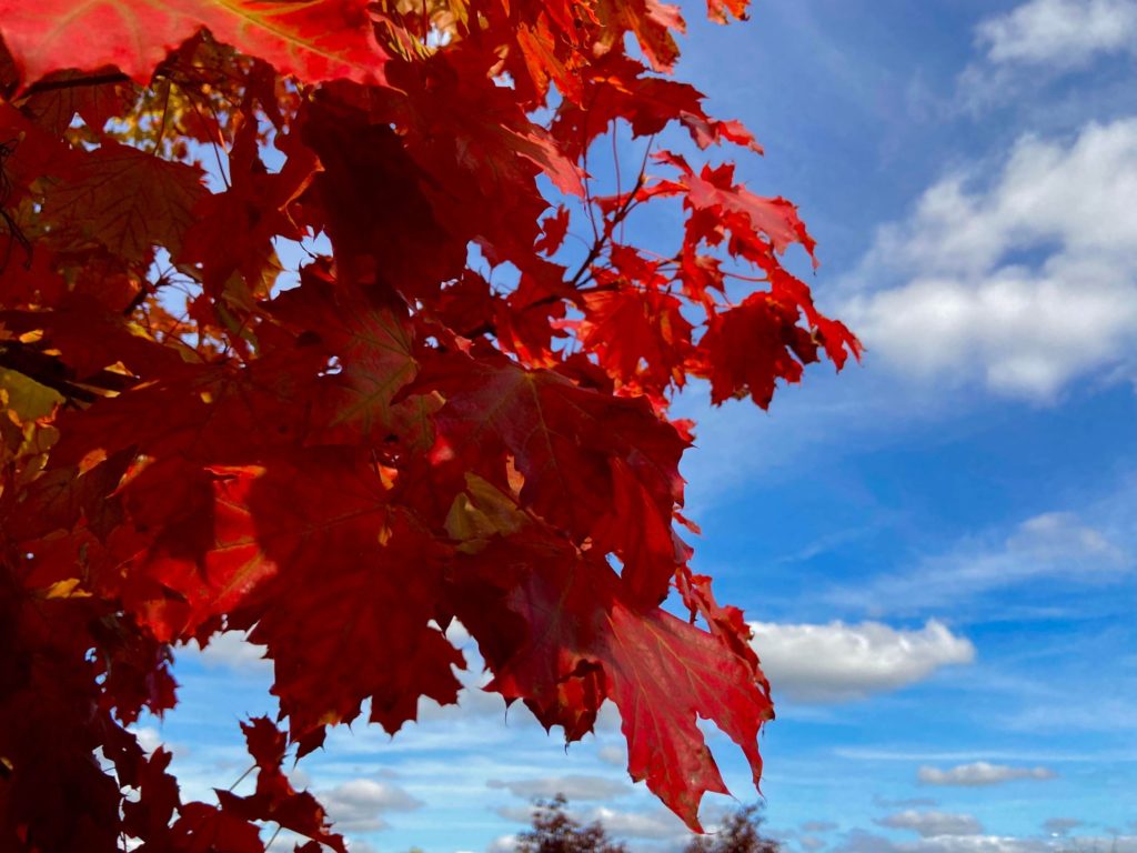 soleil automne fraîcheur