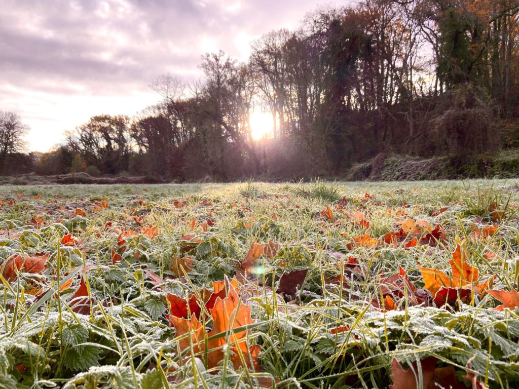 automne gelées