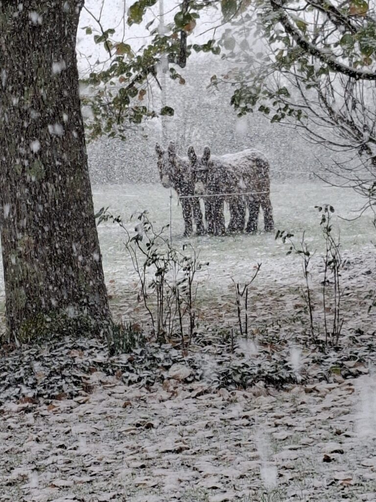 Neige à Paulnay (36) le 21 novembre 2025 