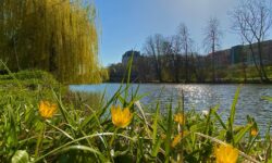 MÉTÉO 23 FÉVRIER AU 1ER MARS 2026 : DOUCEUR PRINTANIÈRE ANORMALE ?