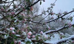 RISQUE DE GEL : A QUOI S’ATTENDRE POUR CETTE FIN MARS 2026 ?