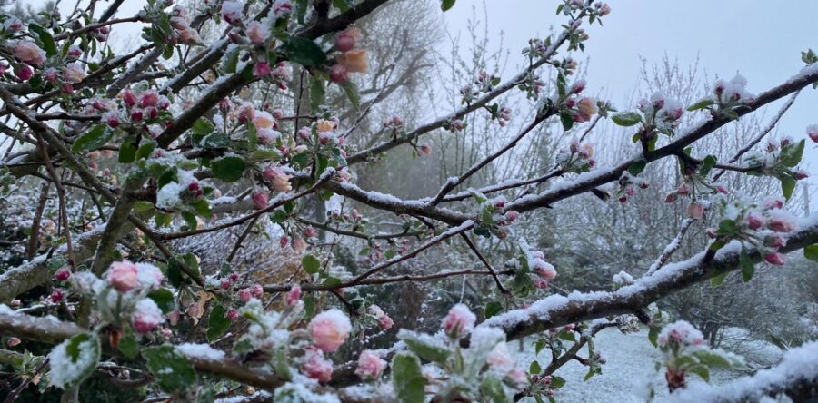 RISQUE DE GEL : A QUOI S’ATTENDRE POUR CETTE FIN MARS 2026 ?