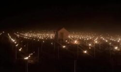 [BILAN] – Gelées du 27 mars 2026 – Centre – Val de Loire