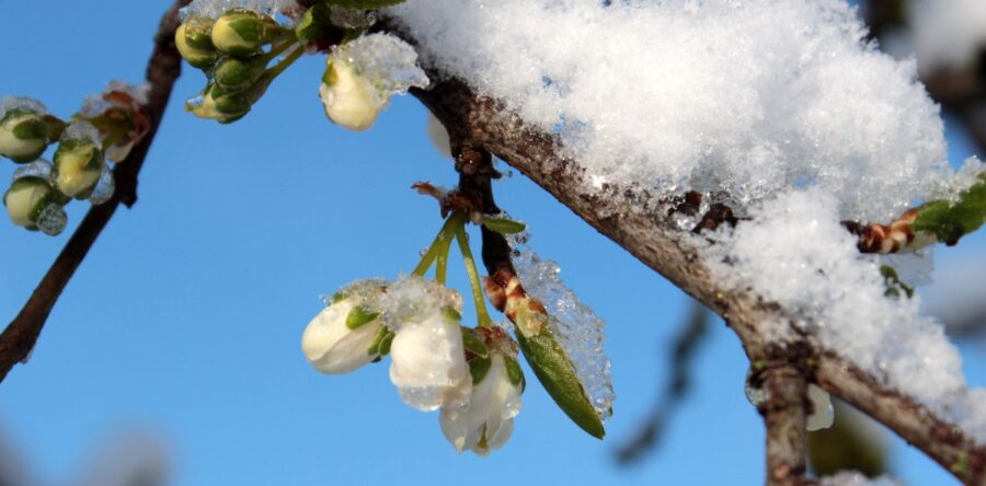 MÉTÉO WEEK-END 14 ET 15 MARS 2026 : CHANGEANT ET FRAIS AVEC LE RETOUR DES GELÉES ?