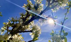 MÉTÉO 2 AU 8 MARS 2026 : TOUJOURS UNE DOUCEUR ANORMALE POUR LA SAISON