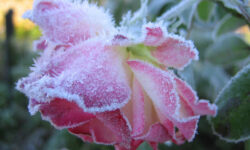 MÉTÉO 23 AU 29 MARS 2026 : VERS UN NET REFROIDISSEMENT AVEC UN RISQUE DE GEL ?