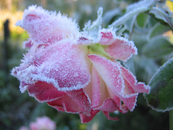 MÉTÉO 23 AU 29 MARS 2026 : VERS UN NET REFROIDISSEMENT AVEC UN RISQUE DE GEL ?