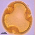 Microphotographie de pollens de Tilleul